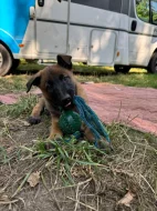 Prodám štěňata Belgický ovčák malinois s PP