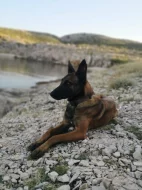 Prodám štěňata Belgický ovčák malinois s PP