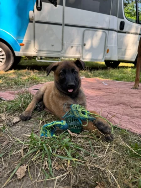 Prodám štěňata Belgický ovčák malinois s PP