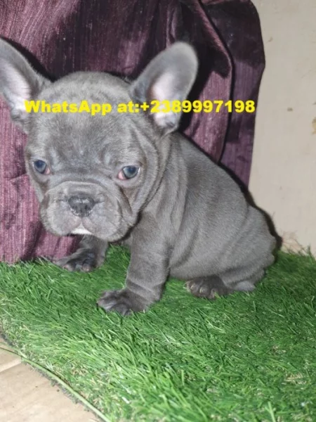 Štěňata francouzského buldoka pro dobrý domov