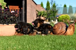 Německý ovčák štěňata s PP SUPR KUP