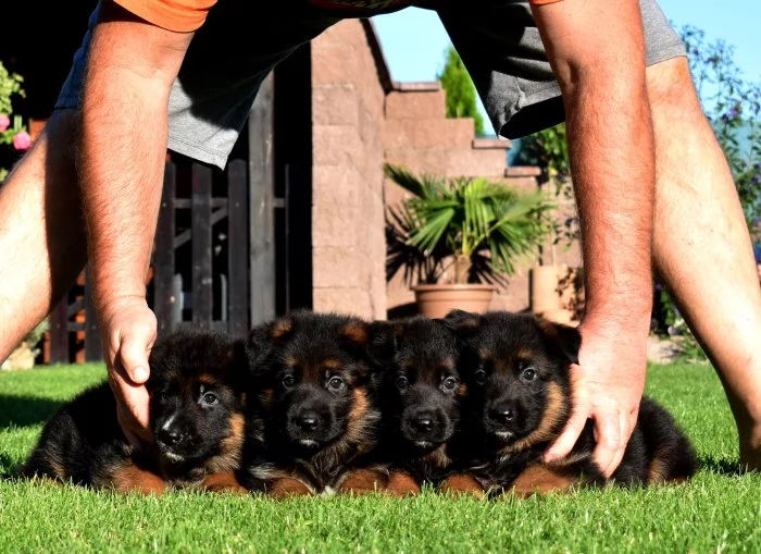 Německý ovčák štěňata s PP SUPR KUP