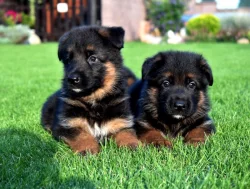 Německý ovčák štěňata s PP SUPR KUP