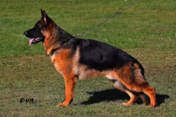 Německý ovčák štěňata s PP SUPR KUP