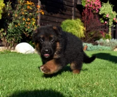 Německý ovčák štěňata s PP SUPR KUP