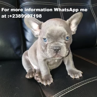 Štěňata francouzského buldoka pro dobrý domov