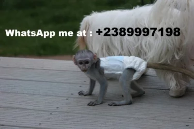 Přátelská kapucínská opice pro dobrý domov