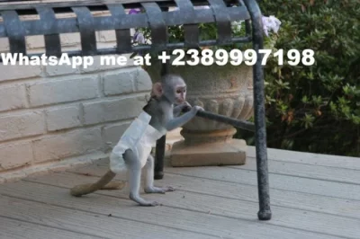 Přátelská kapucínská opice pro dobrý domov