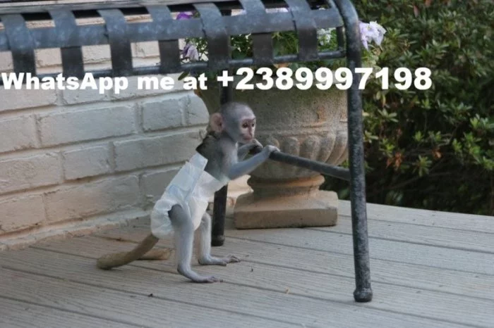 Přátelská kapucínská opice pro dobrý domov