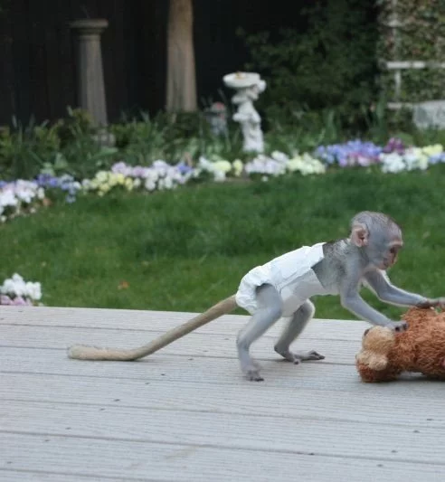 Přátelská kapucínská opice pro dobrý domov