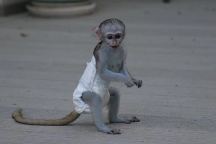 Přátelská kapucínská opice pro dobrý domov