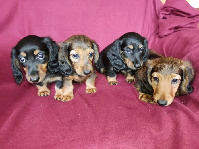 Jezevčík dlouhosrstý králičí , trpasličí