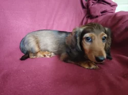 Jezevčík dlouhosrstý králičí , trpasličí