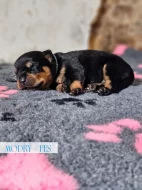 Rotvajler štěňátka s PP, RTW