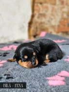 Rotvajler štěňátka s PP, RTW