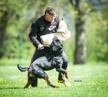 Rotvajler štěňátka s PP, RTW