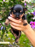 Rotvajler štěňátka s PP, RTW