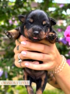 Rotvajler štěňátka s PP, RTW