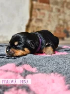 Rotvajler štěňátka s PP, RTW