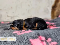 Rotvajler štěňátka s PP, RTW