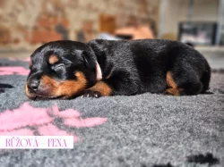 Rotvajler štěňátka s PP, RTW