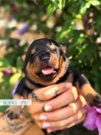 Rotvajler štěňátka s PP, RTW