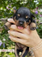 Rotvajler štěňátka s PP, RTW