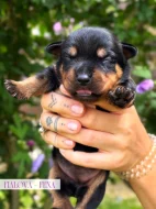 Rotvajler štěňátka s PP, RTW