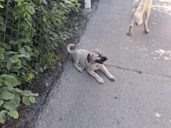 Kangal