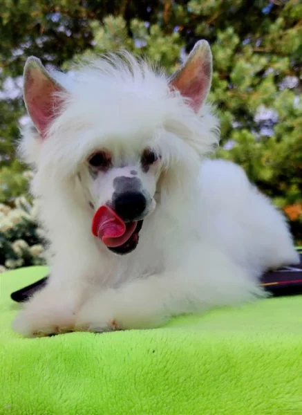 Úžasné štěně čínský chocholatý pes s PP