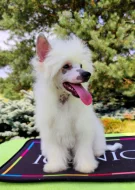 Úžasné štěně čínský chocholatý pes s PP