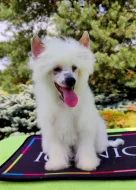 Úžasné štěně čínský chocholatý pes s PP