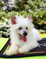 Úžasné štěně čínský chocholatý pes s PP