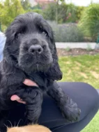 ANGLICKÝ KOKRŠPANĚL S PP - ČERNÝ PEJSEK