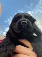 ANGLICKÝ KOKRŠPANĚL S PP - ČERNÝ PEJSEK