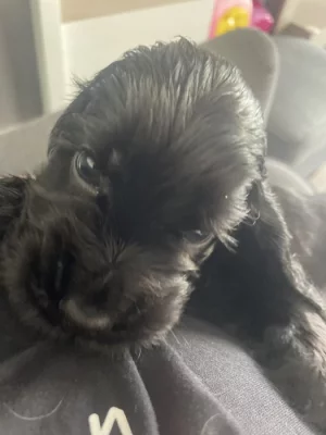 ANGLICKÝ KOKRŠPANĚL S PP - ČERNÝ PEJSEK