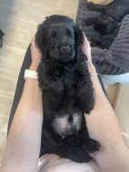 ANGLICKÝ KOKRŠPANĚL S PP - ČERNÝ PEJSEK