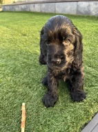 ANGLICKÝ KOKRŠPANĚL S PP - ČERNÝ PEJSEK