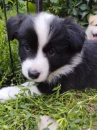 Border kolie s PP