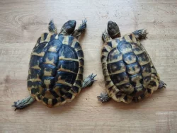 Nový želví stůl 120×50×50 cm