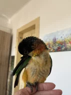 Amazónek černotemenný