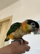 Amazónek černotemenný