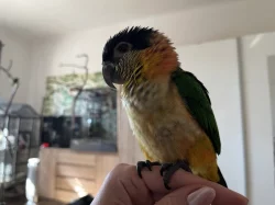 Amazónek černotemenný