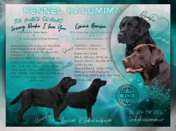 Černá štěňátka labradorského retrievera s PP