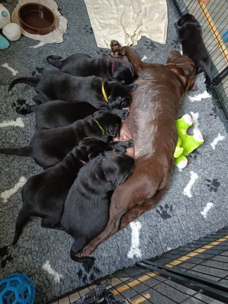 Černá štěňátka labradorského retrievera s PP