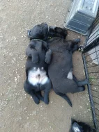 Černá štěňátka labradorského retrievera s PP