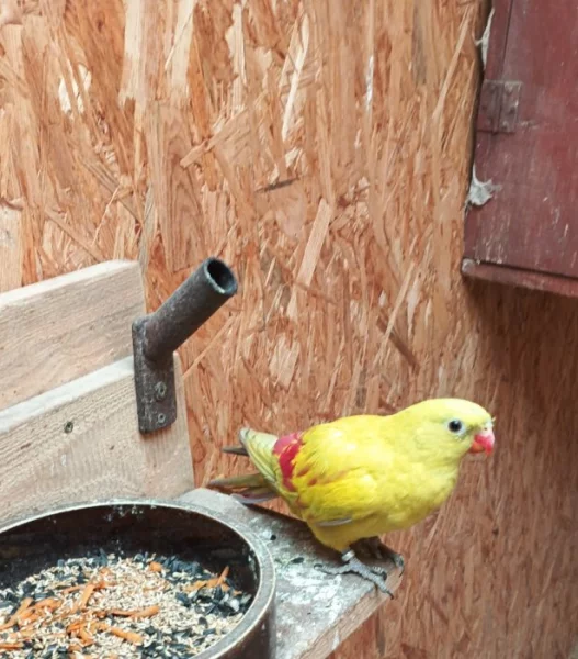 Papoušek horský žlutý pastel.