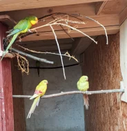 Papoušek horský žlutý pastel.