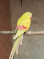 Papoušek horský žlutý pastel.
