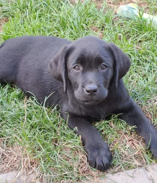 Štěňátka labradora s PP